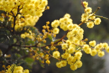 Wattle native Australian flower blooming in winter in the Blue mountains national park, Australia