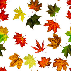 Fall leaf isolated. Season leaves fall background. Autumn yellow red, orange leaf isolated on white. Colorful maple foliage seamless pattern.