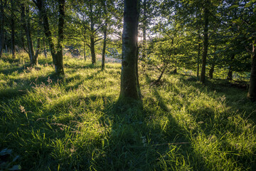 Trees . Locherwood and Lady Muir Woodland, Renfrewshire, Scotland, UK