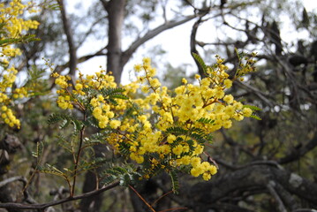 Wattle native Australian flower blooming in winter in the Blue mountains national park, Australia