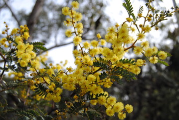 Wattle native Australian flower blooming in winter in the Blue mountains national park, Australia