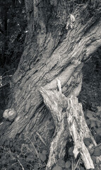 Fototapeta na wymiar Tree stump, Shilton Lane, Bishopton, Renfrewshire, UK
