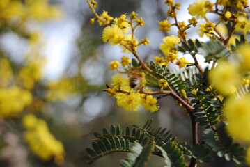 Wattle native Australian flower blooming in winter in the Blue mountains national park, Australia