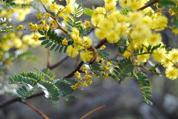 Wattle native Australian flower blooming in winter in the Blue mountains national park, Australia