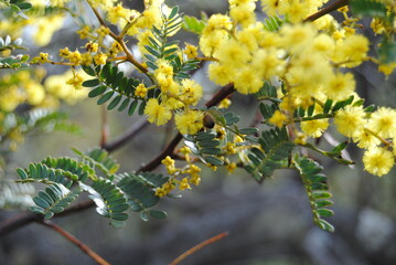 Wattle native Australian flower blooming in winter in the Blue mountains national park, Australia