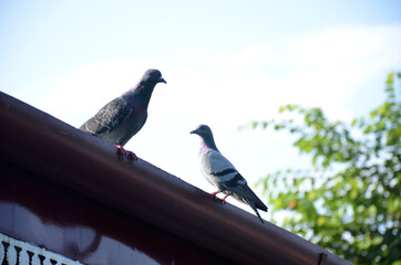 the beautiful brown color dove bird on the stair.