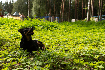 Little black dog lies, plays in the park