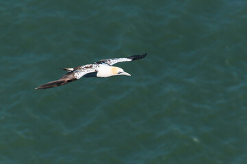 Flying gannet over the sea