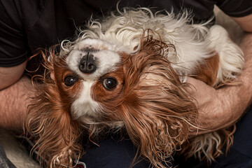 Pet dog is lying relaxing with pleasure on the lap of the owner. Men's hands are stroking shaggy fur of a lovely pet. Cavalier King Charles Spaniel. Close-up photo