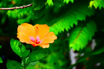 Obraz premium flower