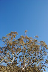 Treetops in the sunlight with the clean sky background 
