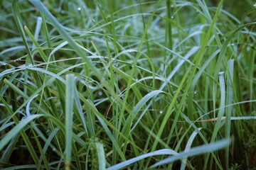 Grass with dew drops.