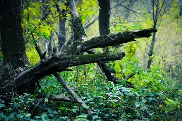 Old tree in the forest.