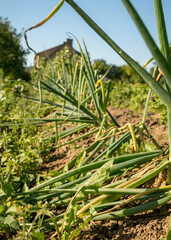 Obraz premium harvest time, picture with onions in the garden, summer