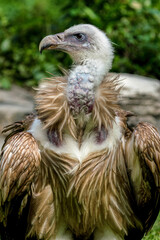 Close up image of Himalayan griffon vulture.