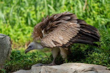 Close up image of Himalayan griffon vulture.