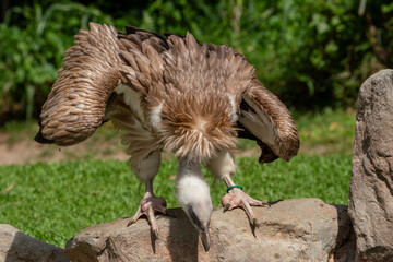 Himalayan griffon vulture drinking water.