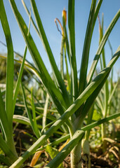 harvest time, picture with onions in the garden, summer