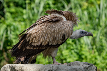 Close up image of Himalayan griffon vulture.