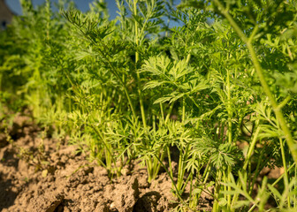 carrot leaves and land, summer view from the garden