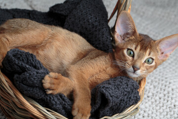 Abyssinian Kitten relaxing in her basket