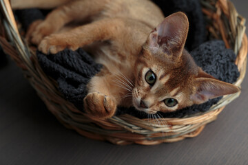 Abyssinian Kitten relaxing in her basket