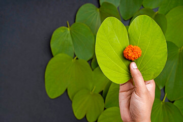 Indian festival Dussehra, green apta leaf in hand