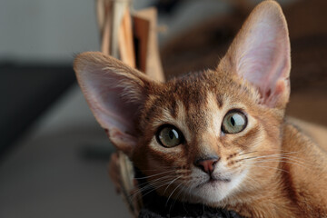 Abyssinian Kitten relaxing in her basket