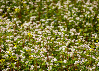 beautiful landscape with buckwheat field, close-up of white buckwheat flowers, summer time