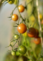 beautiful, healthy and tasty tomatoes in the greenhouse, autumn harvest