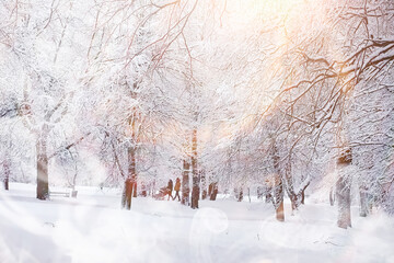 Fototapeta premium Winter landscape. Forest under the snow. Winter in the park.