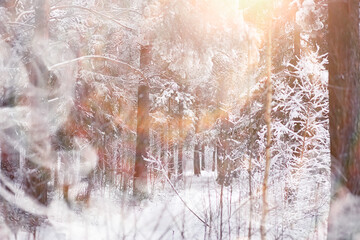Winter landscape. Forest under the snow. Winter in the park.
