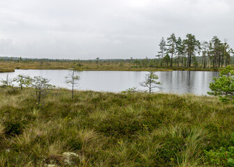 Rainy and gloomy day in the bog, traditional bog landscape with wet trees, grass and bog moss, foggy and rainy background