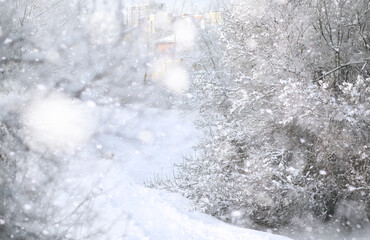 Winter Park. Landscape in snowy weather. January.