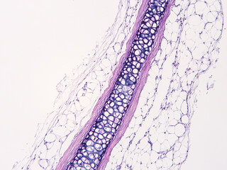 Histology of human tissue, show  epithelial tissue and connective tissue with microscope view  from the laboratory (not Illustration Designation)