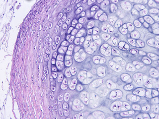 Histology of human tissue, show  epithelial tissue and connective tissue with microscope view  from the laboratory (not Illustration Designation)
