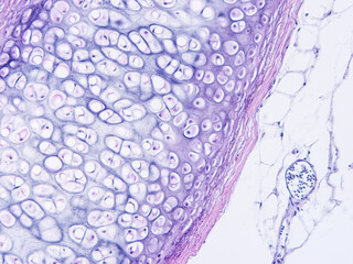 Histology of human tissue, show  epithelial tissue and connective tissue with microscope view  from the laboratory (not Illustration Designation)