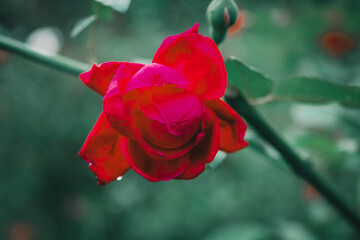 beautiful red rose