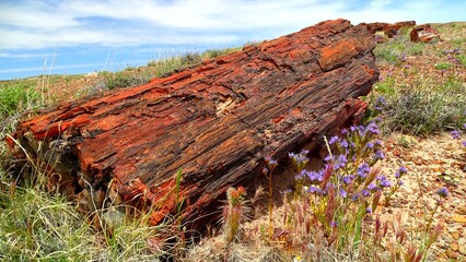 North America, United States, Arizona, Petrified Forest National Park, Giant Logs