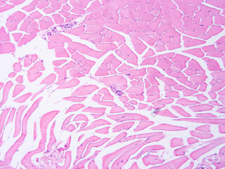 Histology of human tissue, show  epithelial tissue and connective tissue with microscope view  from the laboratory (not Illustration Designation)