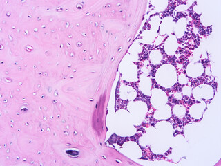 Histology of human tissue, show  epithelial tissue and connective tissue with microscope view  from the laboratory (not Illustration Designation)