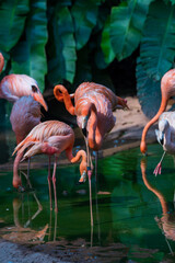 A group of Caribbean flamingos / American Flamingos wading through shallow water.