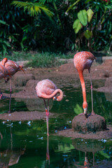 A group of Caribbean flamingos / American Flamingos wading through shallow water.