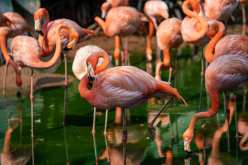 A group of Caribbean flamingos / American Flamingos wading through shallow water.