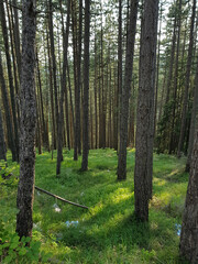 Tall bare coniferous trees sprout from the thick low grass