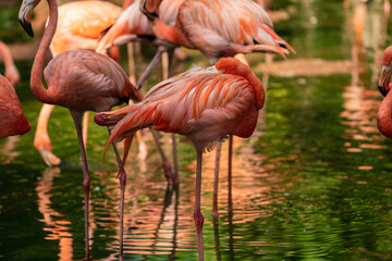 Fototapeta na wymiar A group of Caribbean flamingos / American Flamingos wading through shallow water.