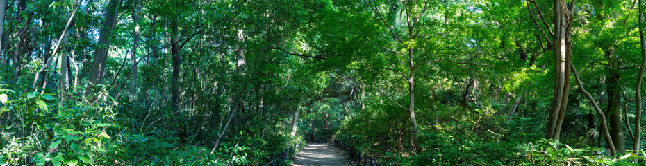 緑があふれる森と遊歩道の風景写真