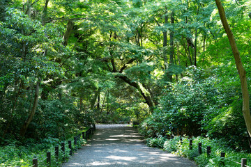 緑があふれる森と遊歩道の風景写真