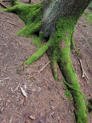 Thick and strong roots of a large tree covered with moss