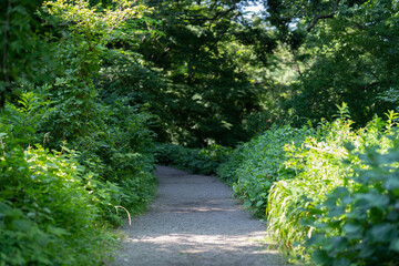 Fototapeta na wymiar 緑があふれる森と遊歩道の風景写真
